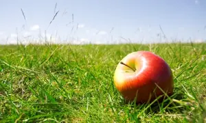 Nahaufnahme eines roten Apfels auf einer Rasenwiese